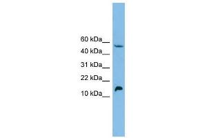 EPO antibody used at 1 ug/ml to detect target protein.