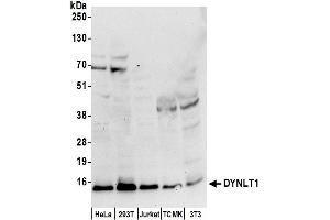 Western Blotting (WB) image for anti-Dynein, Light Chain, Tctex-Type 1 (DYNLT1) (AA 1-50) antibody (ABIN7449878)