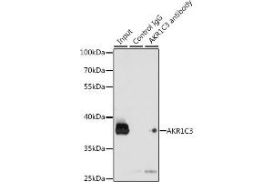 Immunoprecipitation analysis of 200 μg extracts of K-562 cells, using 3 μg C3 antibody (ABIN3022535, ABIN3022536, ABIN3022537 and ABIN6218888). (AKR1C3 anticorps  (AA 1-323))