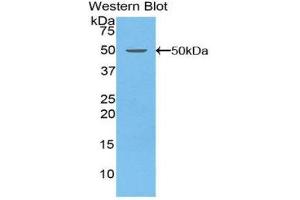 Western Blotting (WB) image for anti-Coagulation Factor V (F5) (AA 1894-2047) antibody (ABIN1858757) (Coagulation Factor V anticorps  (AA 1894-2047))