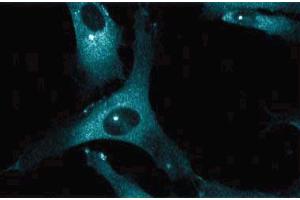Immunoflourescent staining of human endothelial cells. (Dynactin 1 anticorps  (AA 3-202))