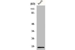 Western Blot analysis of HepG2 cells using Id4 Polyclonal Antibody (ID4 anticorps  (N-Term))