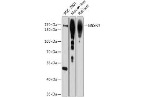 Western blot analysis of extracts of various cell lines, using NRXN3 antibody (ABIN6128373, ABIN6144867, ABIN6144868 and ABIN6214457) at 1:1000 dilution. (Neurexin 3 anticorps  (AA 373-432))