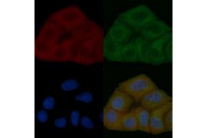 FRS2 Mouse Monoclonal Antibody staining Hela cells by IF/ICC. (FRS2 anticorps  (C-Term))
