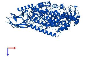 AlphaFold protein structure predicition of Human Recombinant ALOX5 Protein, UniprotID P09917