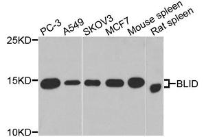 Western blot analysis of extracts of various cell lines, using BLID antibody (ABIN4903053) at 1:1000 dilution. (BLID anticorps)