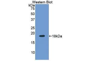 Western Blotting (WB) image for anti-Ribonuclease, RNase A Family, 4 (RNASE4) (AA 30-147) antibody (ABIN1176029)