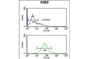 SGP Antibody (Center) (ABIN651464 and ABIN2840255) flow cytometric analysis of K562 cells (bottom histogram) compared to a negative control cell (top histogram). (SMAGP anticorps  (AA 46-75))