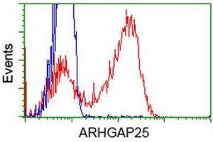 Image no. 2 for anti-rho GTPase Activating Protein 25 (ARHGAP25) antibody (ABIN1496703) (ARHGAP25 anticorps)