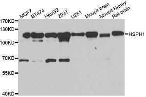 Western blot analysis of extracts of various cell lines, using HSPH1 antibody. (HSPH1 anticorps  (AA 659-858))