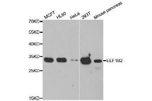 Western blot analysis of extracts of various cell lines, using EEF1B2 antibody. (EEF1B2 anticorps  (AA 1-225))