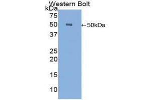Western blot analysis of the recombinant protein. (CPE anticorps  (AA 151-317))