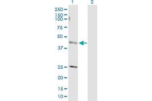 Western Blot analysis of AP4M1 expression in transfected 293T cell line by AP4M1 MaxPab polyclonal antibody. (AP4M1 anticorps  (AA 1-453))