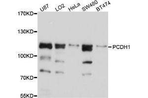 Western blot analysis of extracts of various cell lines, using PCDH1 antibody. (Protocadherin 1 anticorps)