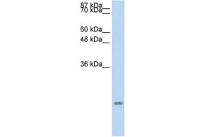 WB Suggested Anti-CCL13 Antibody Titration:  0. (CCL13 anticorps  (Middle Region))