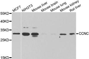Western blot analysis of extracts of various cell lines, using CCNC antibody (ABIN6290266) at 1:1000 dilution. (Cyclin C anticorps)
