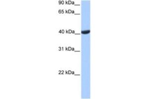 Western Blotting (WB) image for anti-Phosphoglycerate Kinase 2 (PGK2) antibody (ABIN2463615) (PGK2 anticorps)