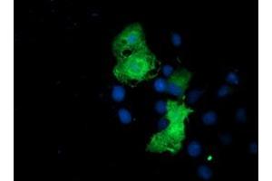 Anti-EPN2 mouse monoclonal antibody (ABIN2455554) immunofluorescent staining of COS7 cells transiently transfected by pCMV6-ENTRY EPN2 (RC213652). (Epsin 2 anticorps)