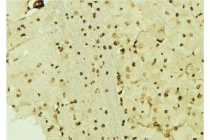 ABIN6276485 at 1/100 staining Mouse brain tissue by IHC-P.
