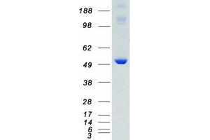 Validation with Western Blot