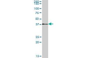 RP2 MaxPab polyclonal antibody.