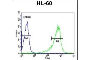 PLCB1 Antibody (C-term) (ABIN653321 and ABIN2842813) flow cytometric analysis of HL-60 cells (right histogram) compared to a negative control cell (left histogram). (Phospholipase C beta 1 anticorps  (C-Term))