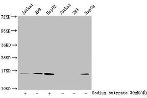 Western Blot Detected samples: Jurkat whole cell lysate, 293 whole cell lysate, HepG2 whole cell lysate, Untreated (-) or treated (+) with 30 mM sodium butyrate for 4h All lanes: HIST1H2AG antibody at 1:100 Secondary Goat polyclonal to rabbit IgG at 1/50000 dilution Predicted band size: 15 kDa Observed band size: 15 kDa