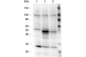 Western Blotting (WB) image for anti-HAUS Augmin-Like Complex, Subunit 8 (HAUS8) (pSer70) antibody (ABIN1043900)