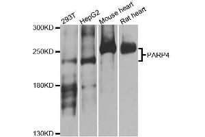 Western blot analysis of extracts of various cell lines, using PARP4 antibody. (PARP4 anticorps  (AA 1-300))