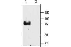 Western blot analysis of rat lung lysate: - 1.