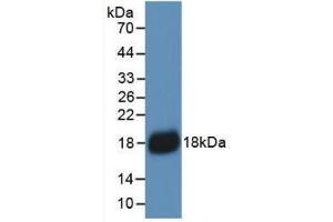 Western blot analysis of recombinant Human IL18. (IL-18 anticorps  (AA 37-193))