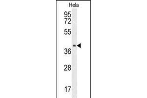 Western blot analysis of CK2 Antibody (Center) (ABIN651399 and ABIN2840216) in Hela cell line lysates (35 μg/lane).