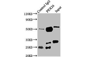 Immunoprecipitating PEX26 in K562 whole cell lysate Lane 1: Rabbit control IgG instead of ABIN7162997 in K562 whole cell lysate. (PEX26 anticorps  (AA 1-159))