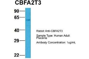 Hum. (CBFA2T3 anticorps  (N-Term))
