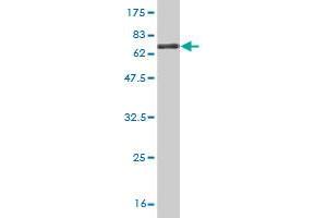 Western Blot detection against Immunogen (65.