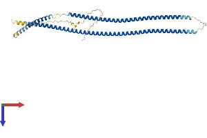 AlphaFold protein structure predicition of Human Recombinant KRT19 Protein, UniprotID P08727