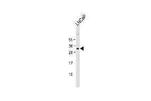 Anti-NKX3-1 Antibody (Center) at 1:8000 dilution + LNCaP whole cell lysate Lysates/proteins at 20 μg per lane. (NKX3-1 anticorps  (AA 118-145))