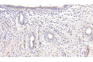 Detection of ADPN in Rat Oviduct Tissue using Monoclonal Antibody to Adiponectin (ADPN)