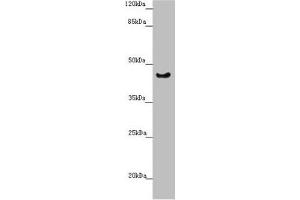 Western blot All lanes: RBM17 antibody at 2. (RBM17 anticorps  (AA 1-240))