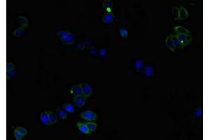 Immunofluorescent analysis of HepG2 cells using ABIN7148601 at dilution of 1:100 and Alexa Fluor 488-congugated AffiniPure Goat Anti-Rabbit IgG(H+L)