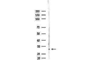 anti-Stomatin (STOM) antibody