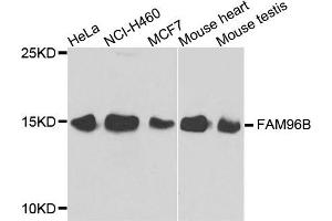 Western blot analysis of extracts of various cell lines, using FAM96B antibody. (FAM96B anticorps)
