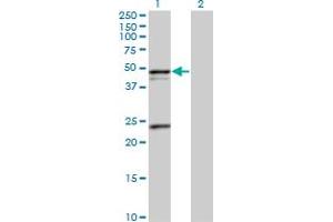Western Blot analysis of PSRC1 expression in transfected 293T cell line by PSRC1 MaxPab polyclonal antibody. (PSRC1 anticorps  (AA 1-363))