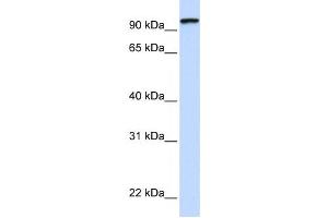 Western Blotting (WB) image for anti-Protocadherin gamma Subfamily C, 3 (PCDHGC3) antibody (ABIN2458926) (Protocadherin gamma Subfamily C, 3 (PCDHGC3) anticorps)