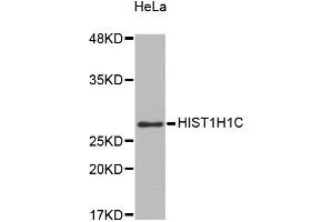 Western blot analysis of extracts of HeLa cells, using HIST1H1C antibody (ABIN5971688). (HIST1H1C anticorps)
