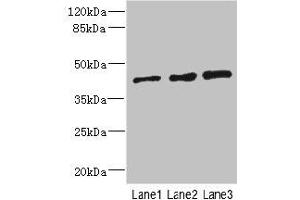 Western blot All lanes: ZNF24 antibody at 2. (ZNF24 anticorps  (AA 169-368))