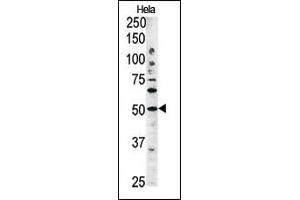 The anti-G4C Pab 1810b is used in Western blot to detect G4C in Hela tissue lysate (ATG4C anticorps  (AA 167-196))