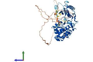 AlphaFold protein structure predicition of Human Recombinant NLK Protein, UniprotID Q9UBE8