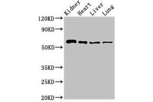 Western Blot Positive WB detected in: Mouse kidney tissue, Rat heart tissue, Rat liver tissue, Rat lung tissue All lanes: SLC22A2 antibody at 2.