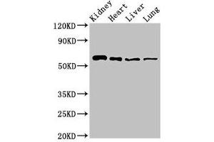 Western Blot Positive WB detected in: Mouse kidney tissue, Rat heart tissue, Rat liver tissue, Rat lung tissue All lanes: SLC22A2 antibody at 2. (SLC22A2 anticorps  (AA 48-135))